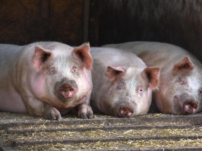 萬般無奈    這國對中國豬肉出口全面喊停