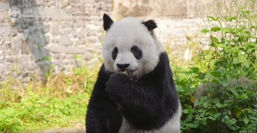 BC1F05305E0267A09FEA650BF265605A29212DF0_size67_w903_h468