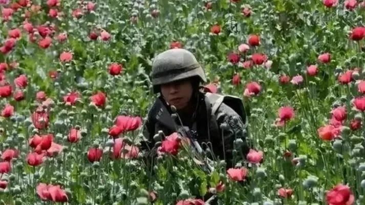 武警24小时持枪保护！中国最特别的农民：种出连国家都抢著收购、不愁销路的植物！（图／翻摄自微博）