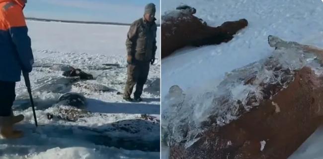 离奇一幕：黑龙江13匹马集体被水库冰封死亡