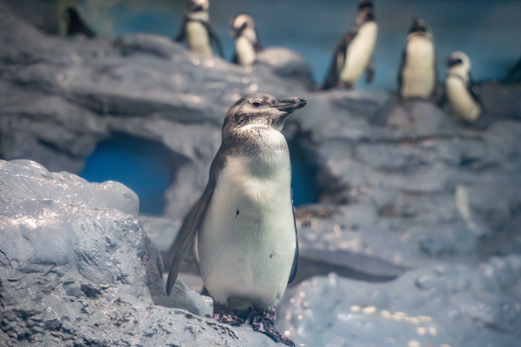 去年双城论坛签署合作备忘录,台北动物园预计以一对黑脚企鹅交换上海动物园一对小猫熊... 去年双城论坛签署合作备忘录,台北动物园预计以一对黑脚企鹅交换上海动物园一对小猫熊...