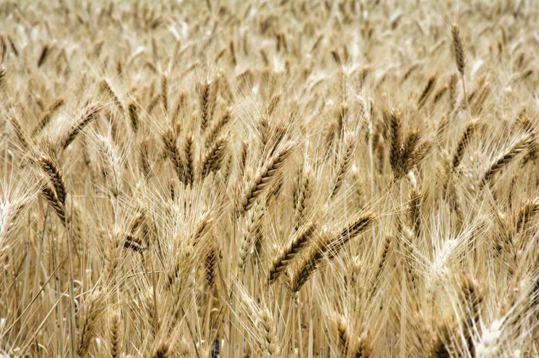 阿根廷2024年1月获得对中国小麦出口资质后首次向中国开展小麦商业出口。(路透) 阿根廷2024年1月获得对中国小麦出口资质后首次向中国开展小麦商业出口。(路透)