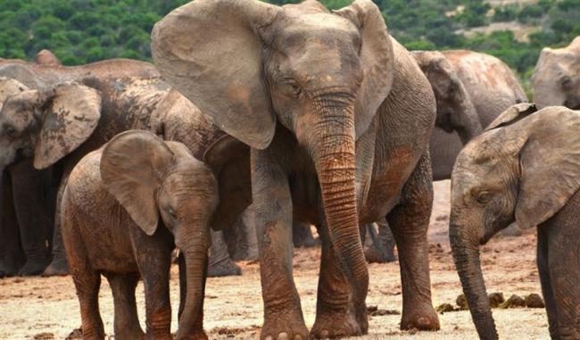 24小时夺5命！野生象群发狂踩死村民