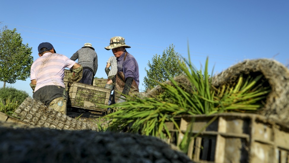 辽宁给农民评职称：分为初级、中级、副高级、正高级_凤凰网