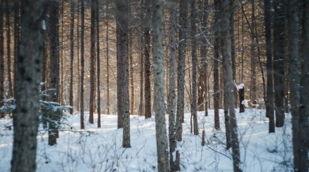 去兴安岭“猫冬”，年轻人在东北“重启生活”