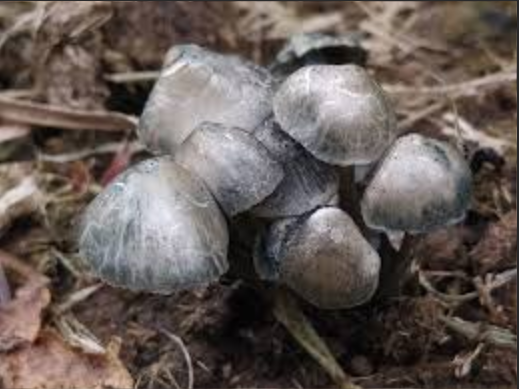 这种蘑菇会让你看见小人国 这种蘑菇会让你看见小人国