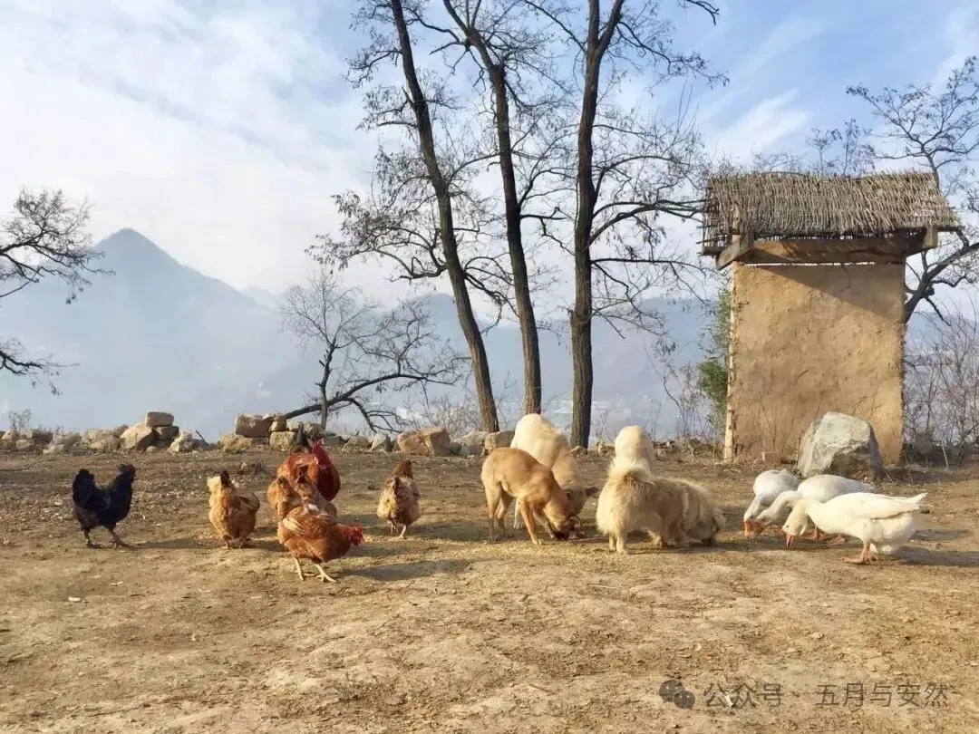 隐居终南山的他，活成了我们不敢活的模样