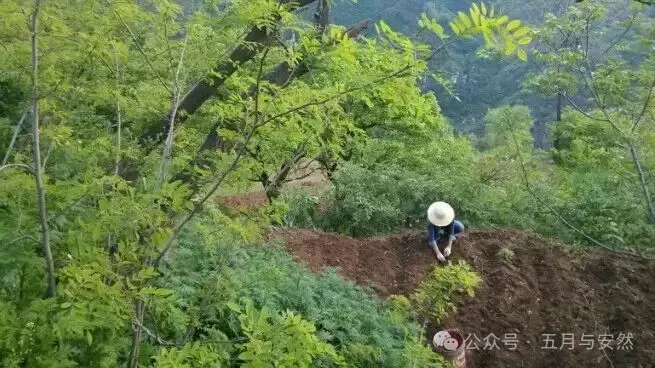 隐居终南山的他，活成了我们不敢活的模样