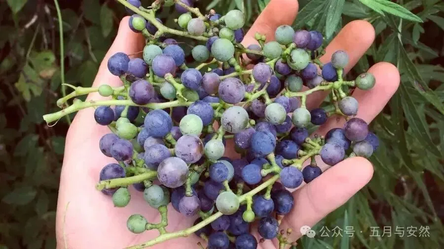 隐居终南山的他，活成了我们不敢活的模样