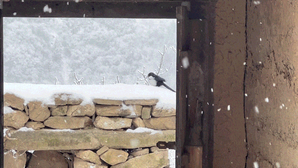 隐居终南山的他，活成了我们不敢活的模样