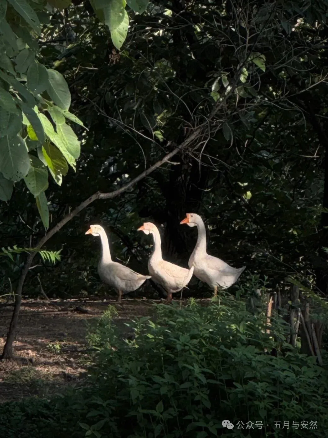 隐居终南山的他，活成了我们不敢活的模样