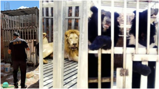 泰军在柬赌场发现的狮子黑熊什么用途 细思极恐 泰军在柬赌场发现的狮子黑熊什么用途 细思极恐