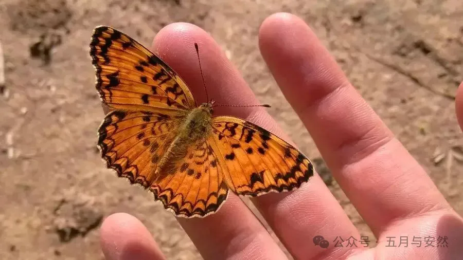 隐居终南山的他，活成了我们不敢活的模样