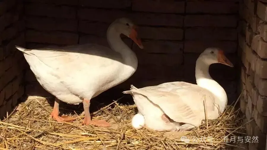 隐居终南山的他，活成了我们不敢活的模样