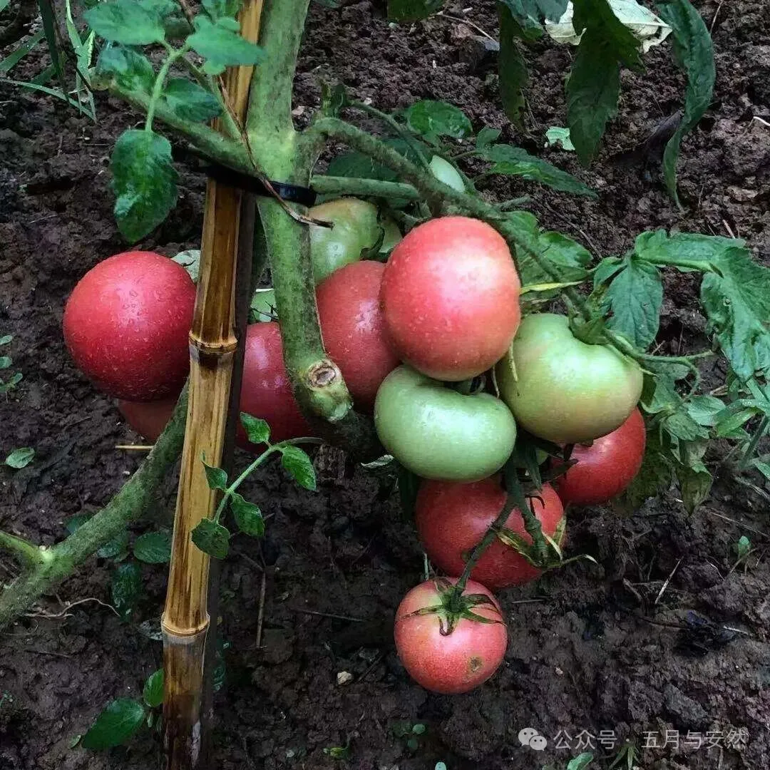 隐居终南山的他，活成了我们不敢活的模样