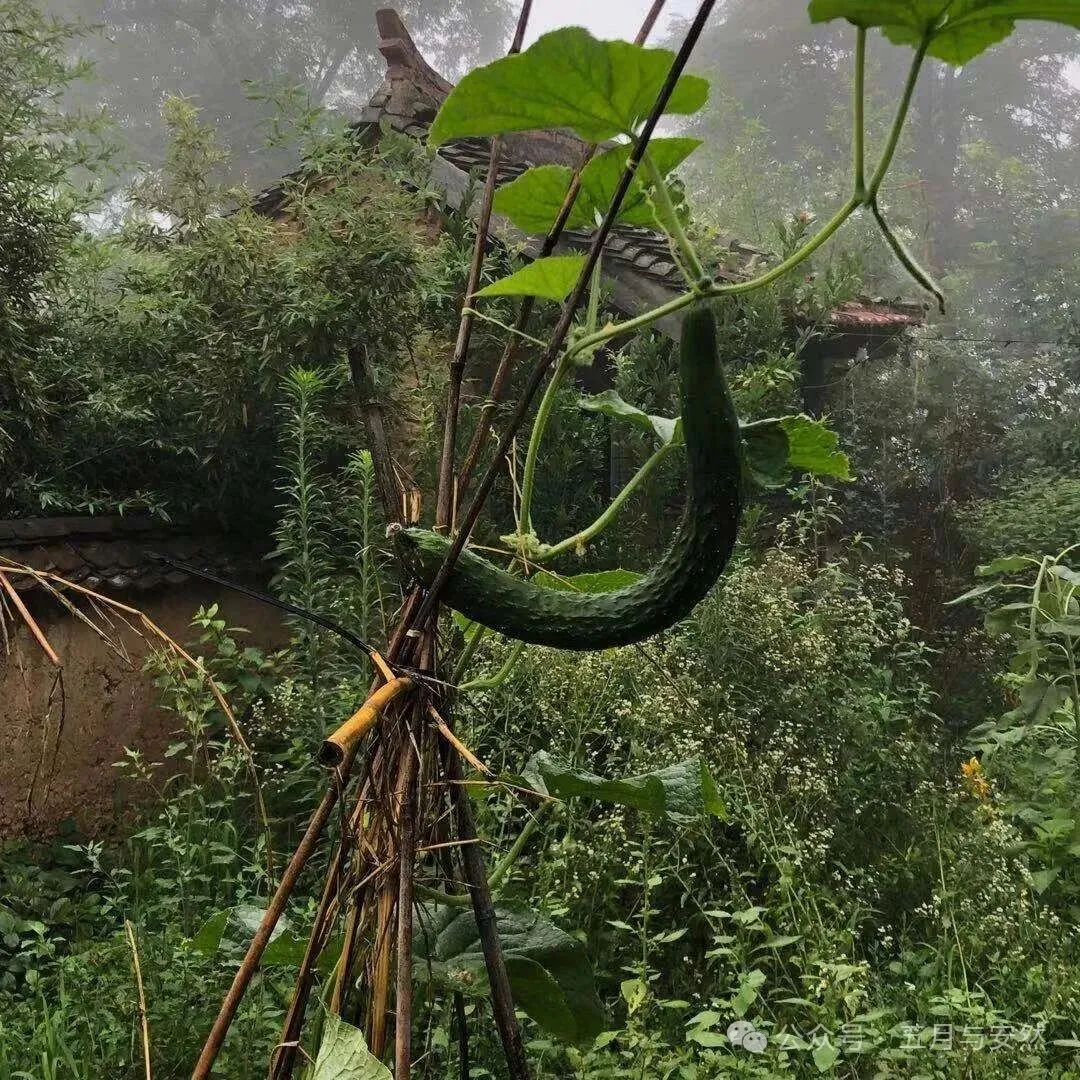 隐居终南山的他，活成了我们不敢活的模样