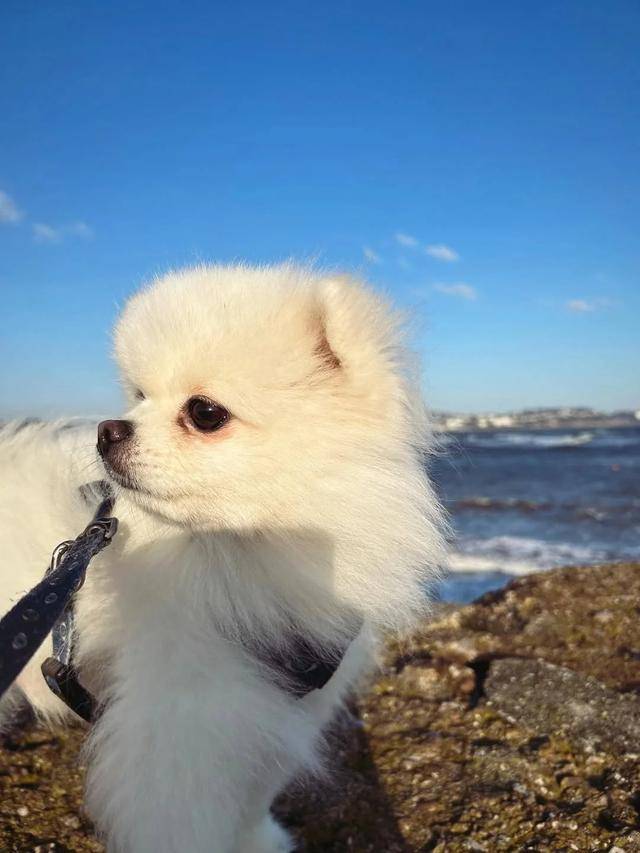 章泽天晒“迪拜照”不到12小时，恶心的一幕发生