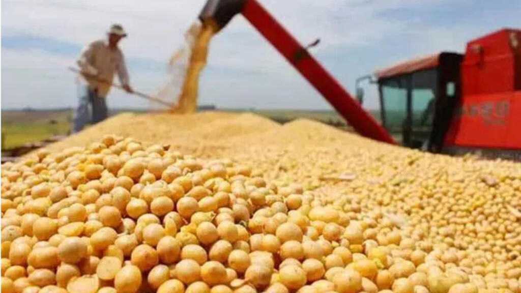 美國農業部數據顯示：中國對美國大豆玉米需求強勁- RFI - 法國國際廣播電台