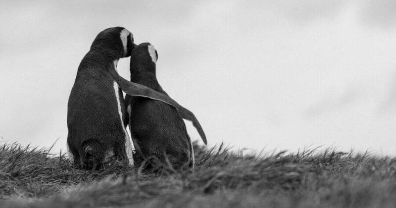 南韩总统李在明在社群平台X贴出两只企鹅依偎的照片，将自己与金正恩昵称为波在明与波正恩，引用人气动画《波露露》喊话朝鲜重返对话，与当前剑拔弩张的半岛局势形成强烈反差。 （图取自李在明X平台）