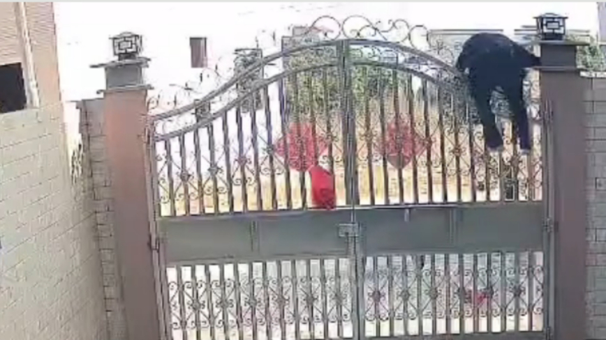 中国82岁老奶奶翻3米高围栏出门 看监控吓人（视频）