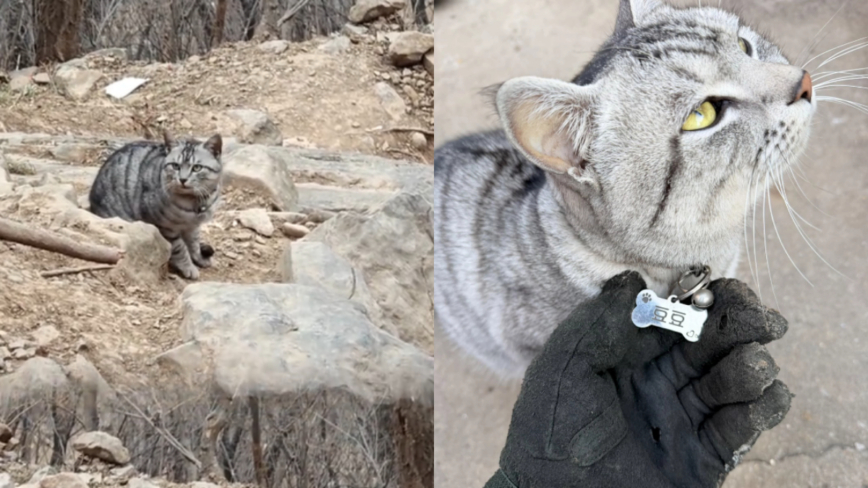 河南“绝望坡”上最绝望的猫咪走红（视频）