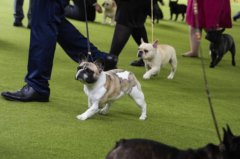 发善待动物组织（PETA）8日控告美国犬业俱乐部（AKC）宣扬法国斗牛犬等其他犬只的不健康身体标准，资料照。（美联社）