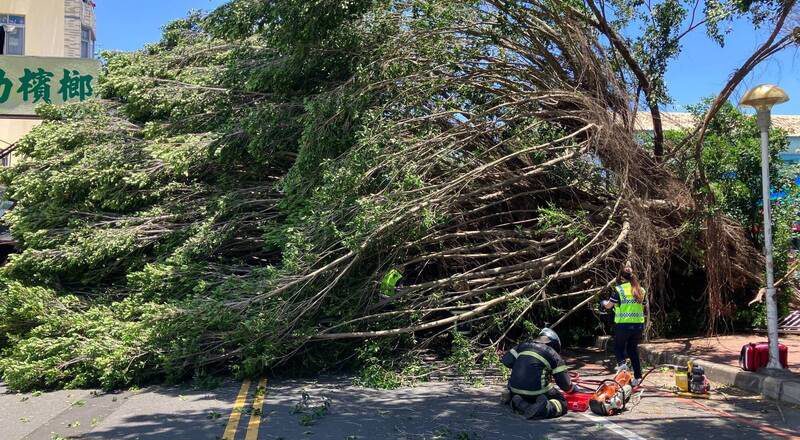 投县国小路树倒压死骑士判国赔288万 校方不上诉