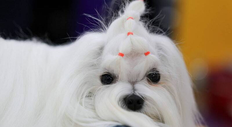 象徵時尚、有親密感！ 南韓民眾偏愛小型純種犬