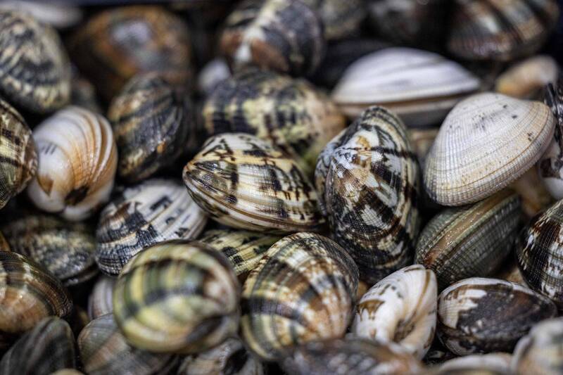 氣候變化易導致蛤蜊產量減少。圖為示意圖。（法新社資料照）
