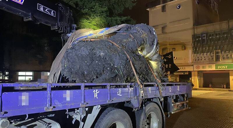 三星警查获2只山老鼠 查扣珍贵台湾扁柏重2268公斤