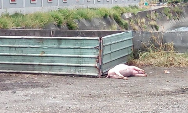 死猪被弃置在殡仪馆后方的大排水沟旁。(图撷自朴子民意观察站) 死猪被弃置在殡仪馆后方的大排水沟旁。(图撷自朴子民意观察站)