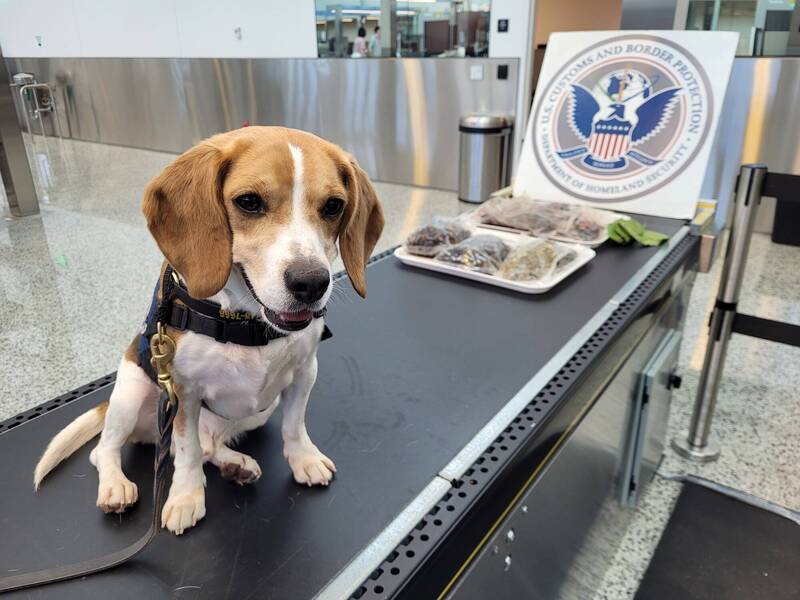 隸屬CBP的K-9警犬巴基（Buckie）在美國西雅圖國際機場值勤期間，嗅出一名南韓旅客的行李有異狀，機場人員事後查出裡面裝有數袋血淋淋的青蛙屍體和生海參。（圖擷取自@CBP 社群平台「X」）