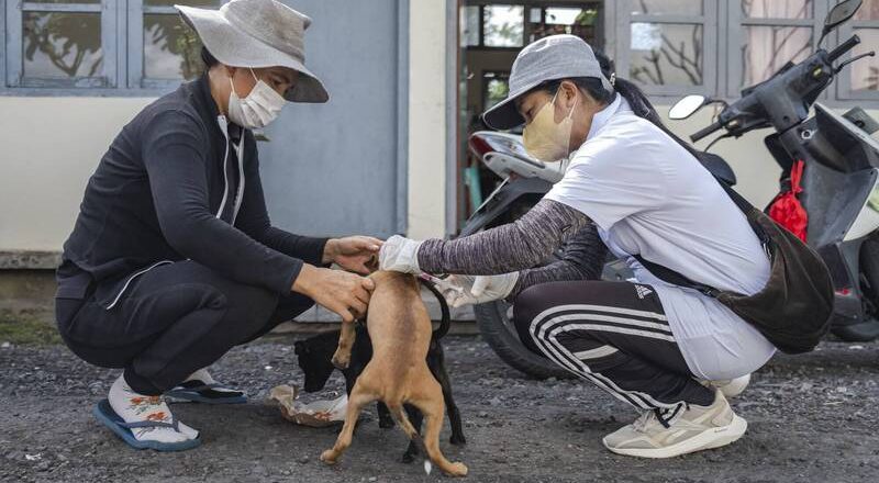 赴峇里島旅遊要小心！今年狂犬病已致6死