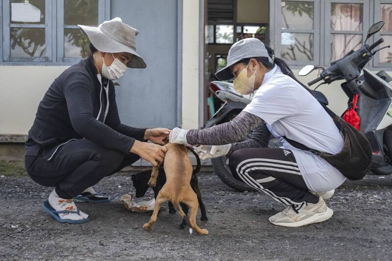 印尼峇里島爆發了狂犬病疫情，今年已有6人死亡。圖為峇里島獸醫為小狗接種疫苗。（歐新社）