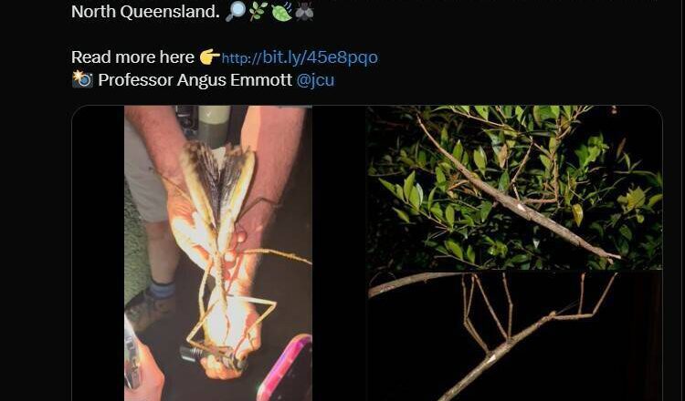 影像曝光!澳洲惊见巨无霸竹节虫   全新物种体长竟达到40公分