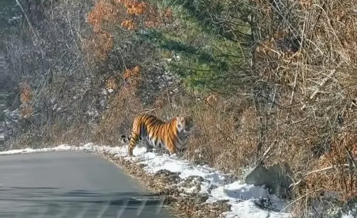 延邊男子自駕偶遇攔路虎 對望數眼後老虎消失林間