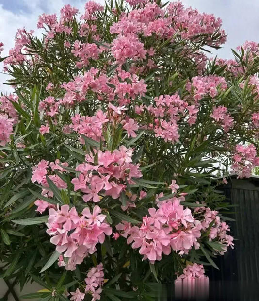 4种“霉运花”白给都别要，很多人养了却浑然不知！ 