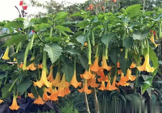 4种“霉运花”白给都别要，很多人养了却浑然不知！