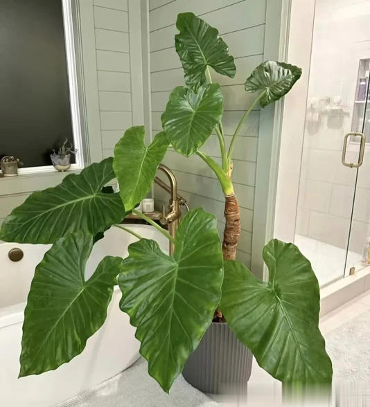 4种“霉运花”白给都别要，很多人养了却浑然不知！