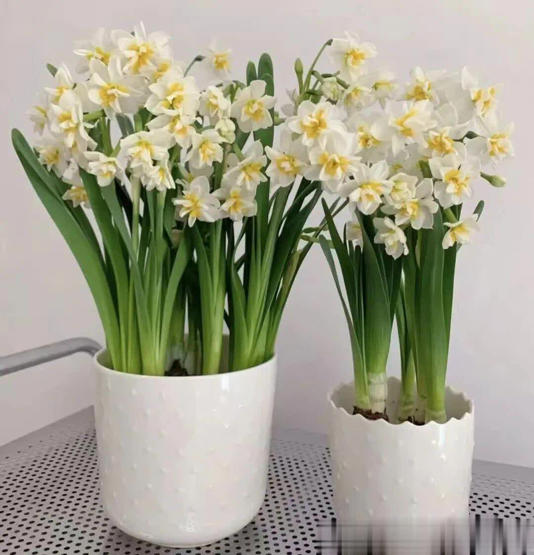 4种“霉运花”白给都别要，很多人养了却浑然不知！