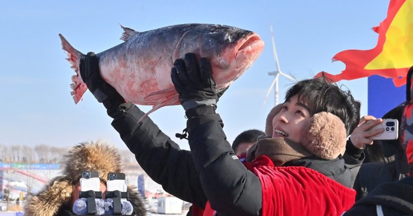 吉林查干湖冬捕迎客 38斤「头鱼」拍出逾767万元