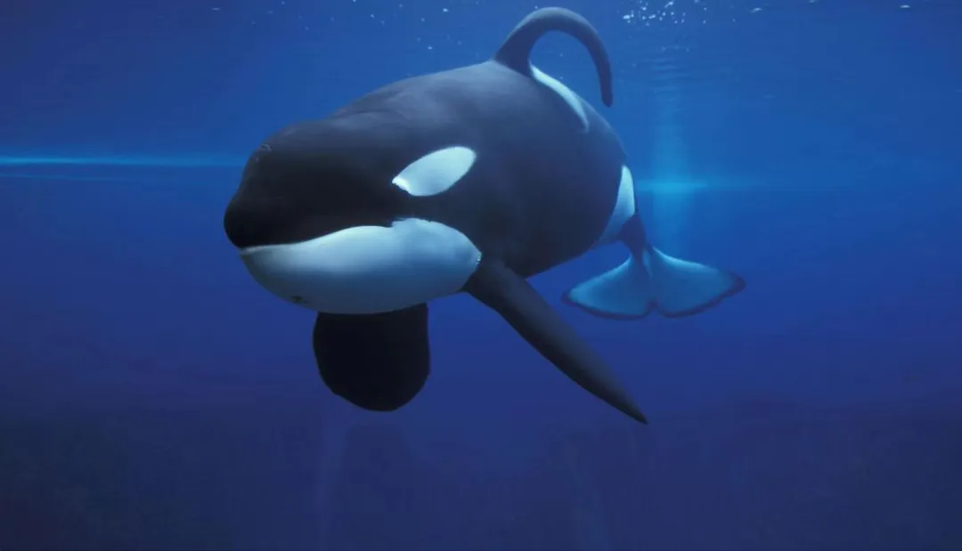 她逃离了人间地狱，现在，曝光所有真相