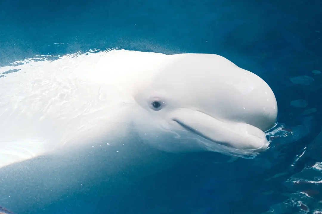 她逃离了人间地狱，现在，曝光所有真相