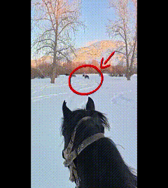 网红官员贺娇龙去世 坠马影像完整曝出 过程残忍