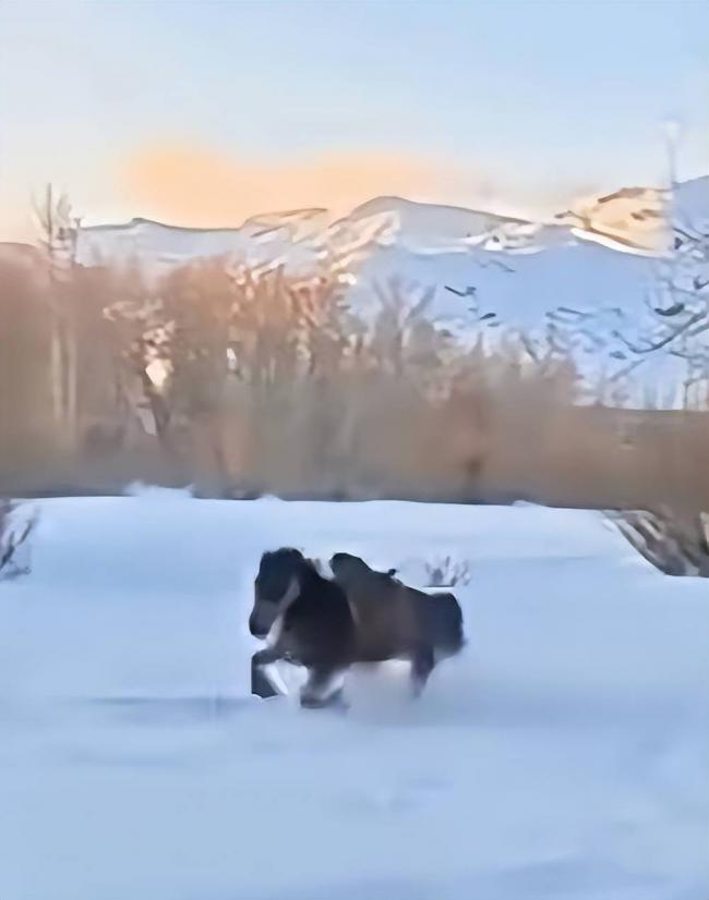 网红官员贺娇龙去世 坠马影像完整曝出 过程残忍