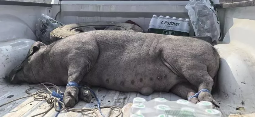 王富贵来晚了！300斤黑土猪成烫手山芋