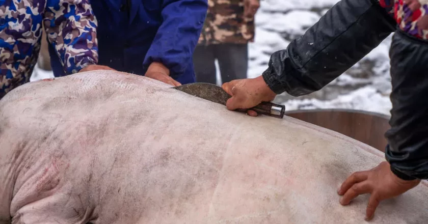 男子受邀帮忙按年猪，反被猪踢伤致截瘫！