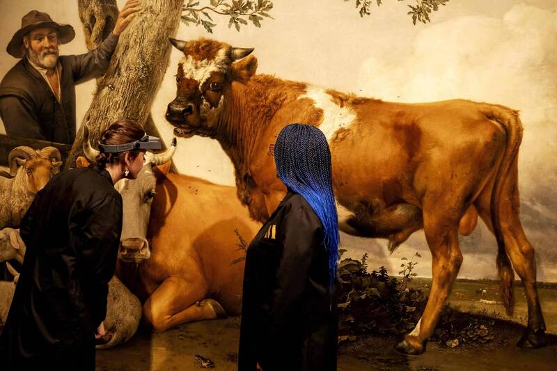 荷蘭莫瑞泰斯皇家美術館修復師2024年在修復畫作時，檢視波特名畫《公牛》。（法新社檔案照）