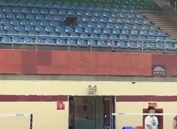 世界羽联回应印度公开赛猴子入场、落鸟粪等问题