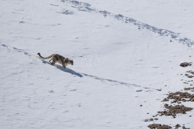 新疆雪豹伤人 游客“满面是血”痛苦画面曝
